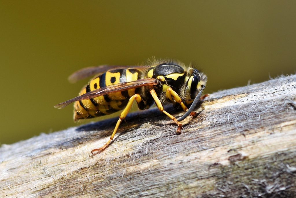 Hornet 3350248 1280