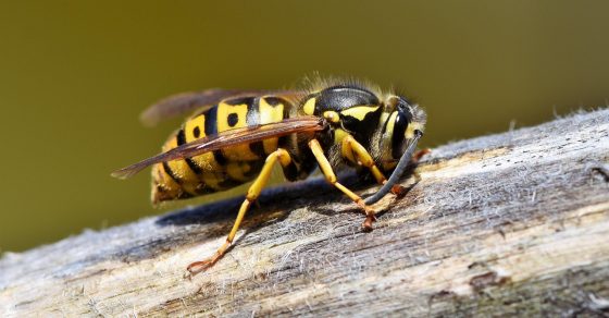 Hornet 3350248 1280